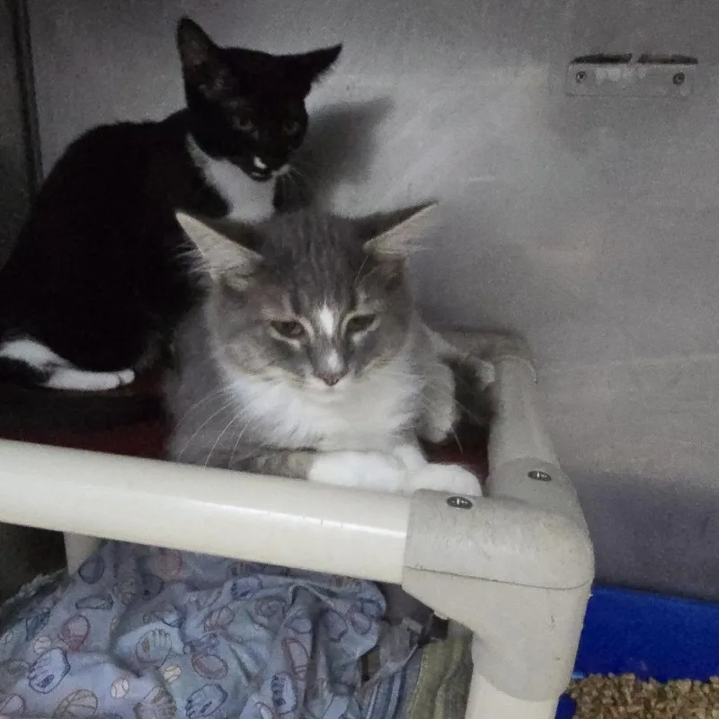 A baby small-sized male Gray / Blue / Silver Domestic Medium Hair cat named Bagel for adoption in Yanceyville, NC