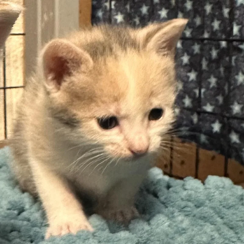 A baby small-sized female Calico Domestic Short Hair cat named Death Star for adoption in Clarksville, AR