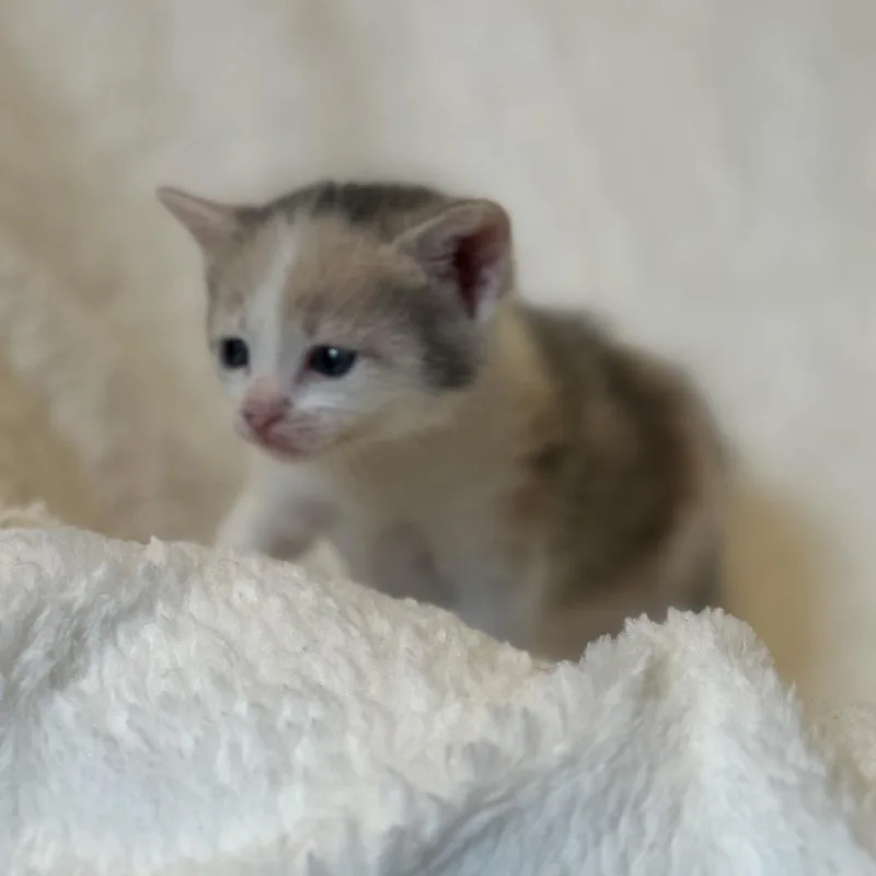 Death Star thumbnail 2