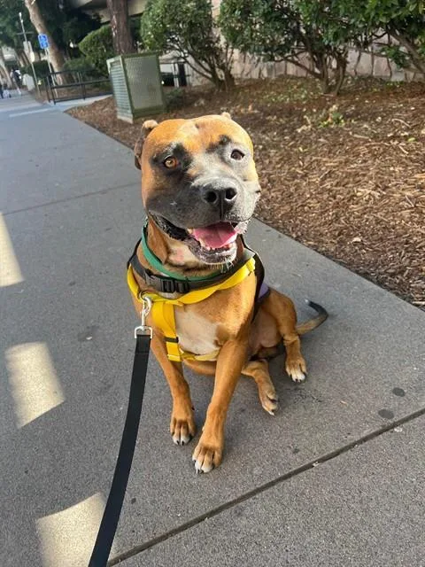 An adult large-sized male Pit Bull Terrier dog named Dante for adoption in Sacramento, CA