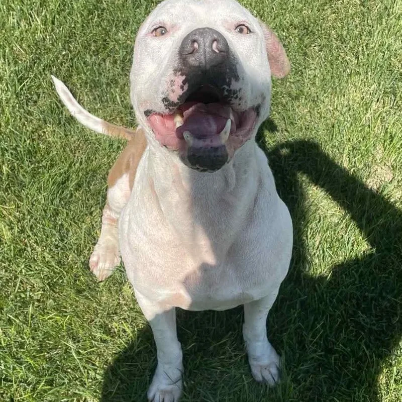 A senior large-sized male Yellow / Tan / Blond / Fawn American Staffordshire Terrier dog named Cupid for adoption in Grand Island, NE