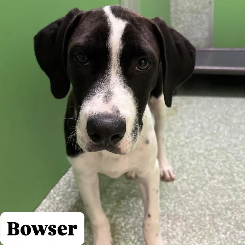 A baby medium-sized male Black Hound dog named Bowser for adoption in Calverton, NY