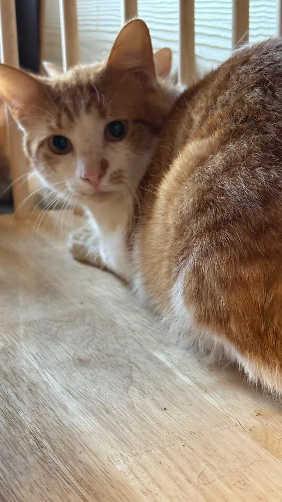 A young medium-sized male Domestic Short Hair cat named Alex for adoption in Clarksville, TN