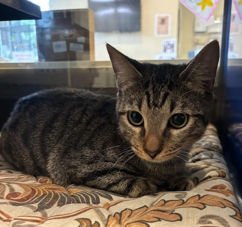 A baby small-sized male Domestic Short Hair cat named Hetaro for adoption in Little Elm, TX