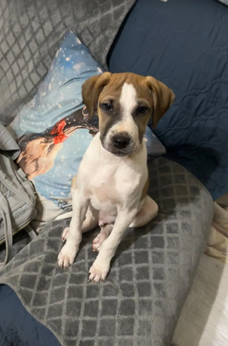 A baby medium-sized male Terrier dog named Lucas for adoption in Ball Ground, GA
