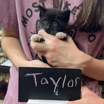 A baby small-sized female Black Domestic Short Hair cat named Taylor C for adoption in Minnetonka, MN