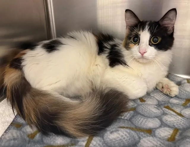 A young medium-sized female Domestic Long Hair cat named Maneki for adoption in Minneapolis, MN