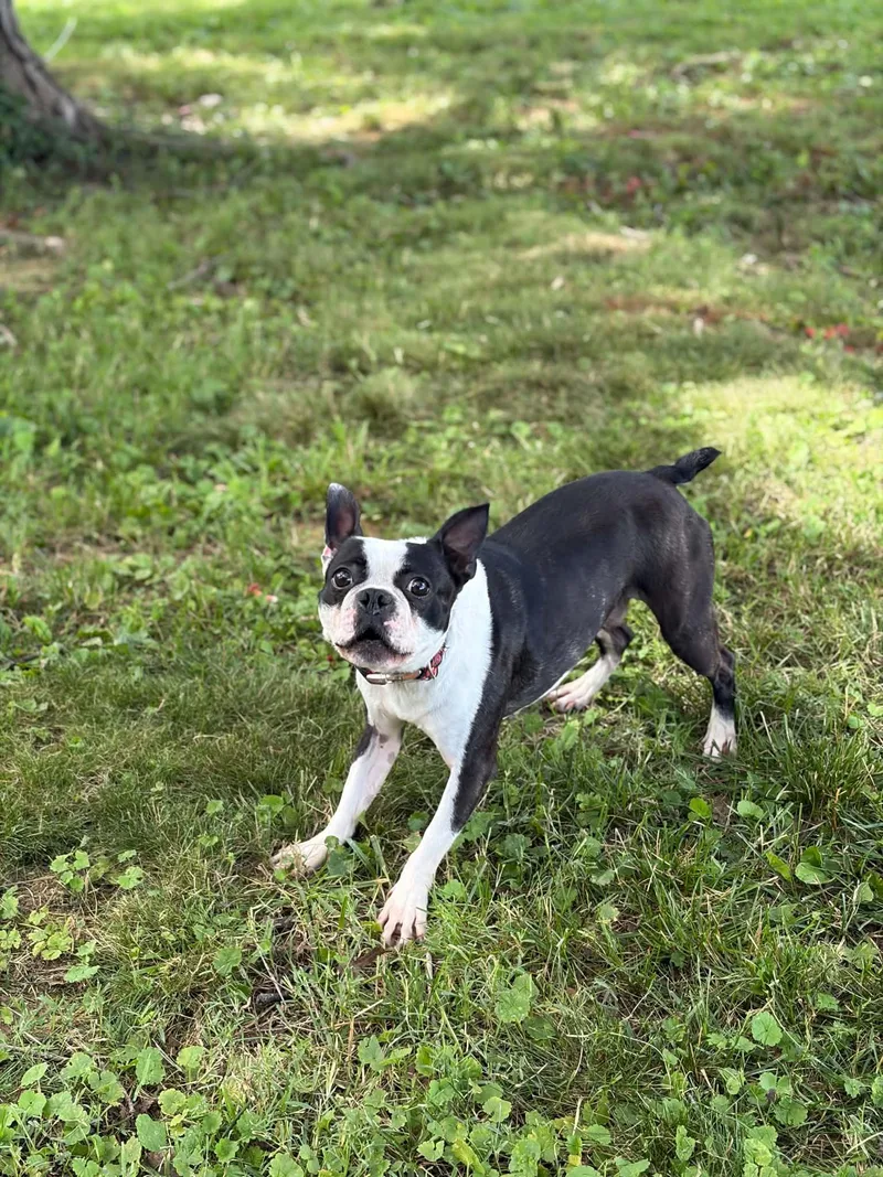 A young small-sized male Black Border Terrier dog named Rocko for adoption in Leitchfield, KY