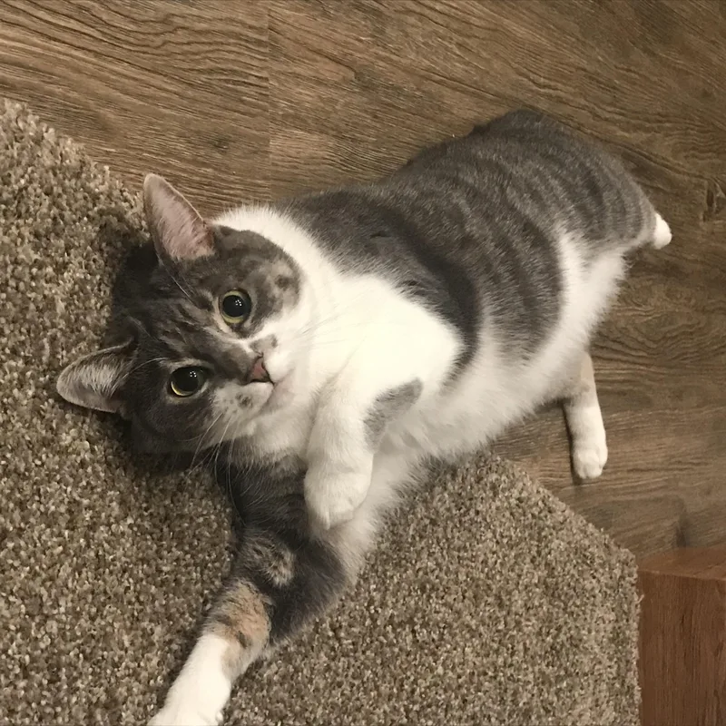 A senior medium-sized female Gray & White Domestic Short Hair cat named Bella for adoption in Rockford, MI