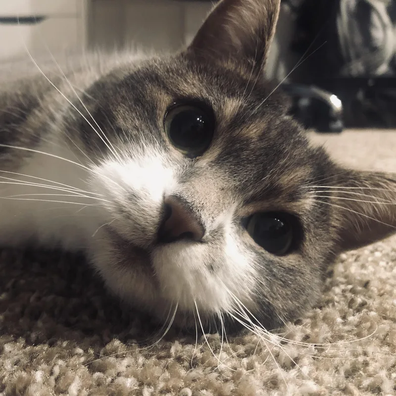 Bella thumbnail 5