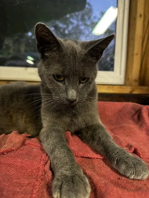 A young medium-sized female Russian Blue cat named Minerva Courtesy Listing for adoption in Rootstown, OH