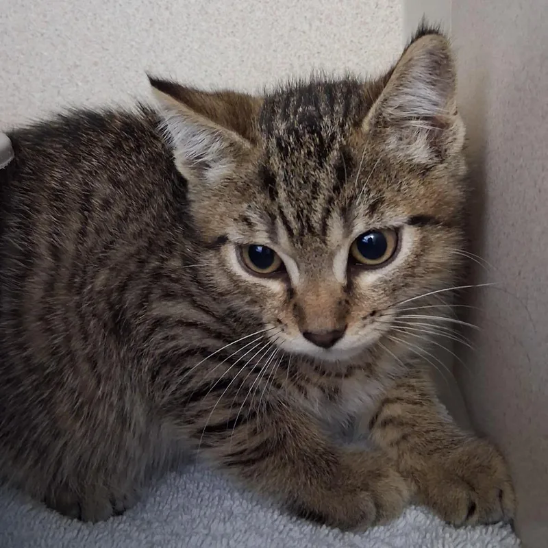 A baby small-sized male Brown / Chocolate Domestic Short Hair cat named Chandler for adoption in Redwood City, CA