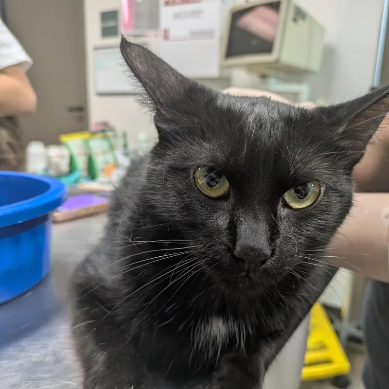 A young medium-sized female Black Domestic Short Hair cat named Matilda for adoption in Hattiesburg, MS