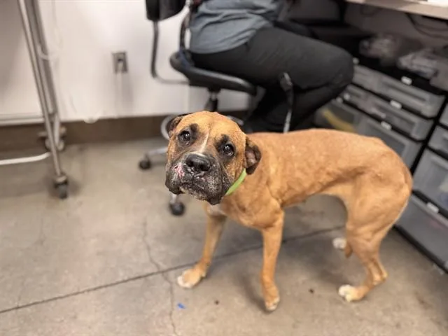 A young medium-sized female Boxer dog named Zarita for adoption in Tucson, AZ