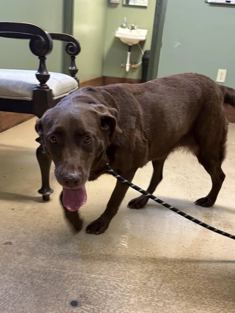 An adult medium-sized female Brown / Chocolate Chocolate Labrador Retriever dog named Coco for adoption in Monticello, GA