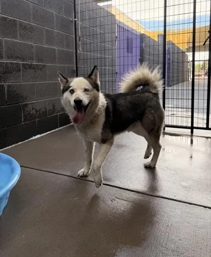 An adult medium-sized male Black Siberian Husky dog named Bullet for adoption in El Paso, TX