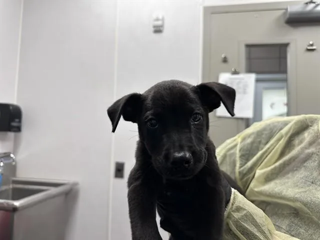A baby small-sized male Labrador Retriever dog named Cheese for adoption in Tucson, AZ