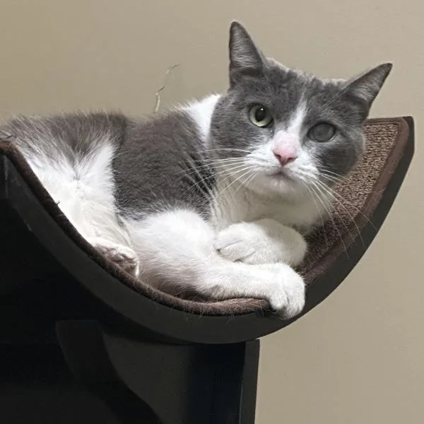 An adult medium-sized female Domestic Short Hair cat named Chihiro for adoption in Walnut Creek, CA