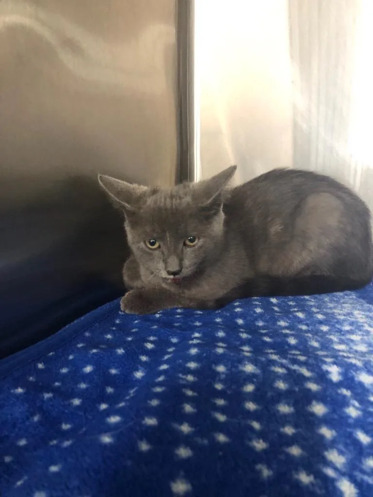 A baby small-sized female Domestic Short Hair cat named Shaina Lo Mein for adoption in Glenfield, NY