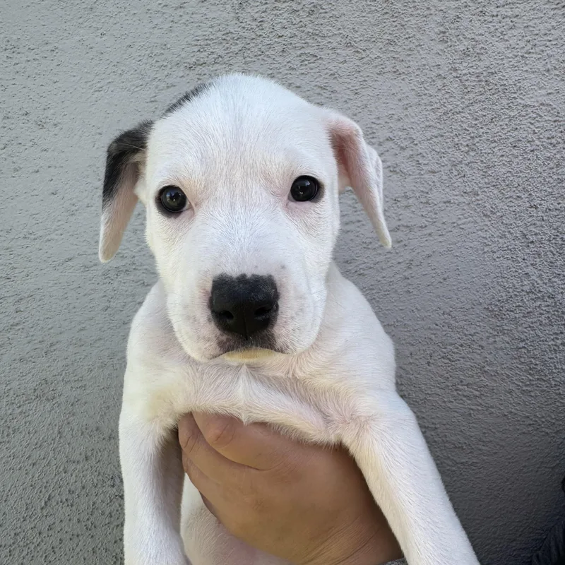 A baby large-sized female Mixed Breed dog named Juniper for adoption in Henderson, NV