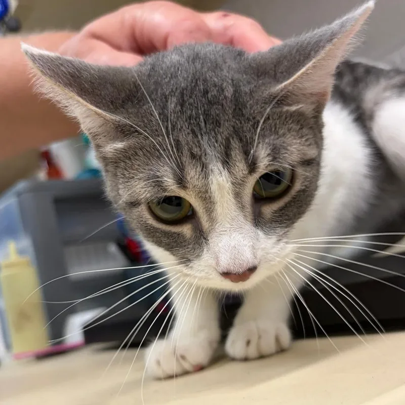 A young medium-sized female Gray / Blue / Silver Domestic Short Hair cat named Patricia for adoption in Ardmore, OK