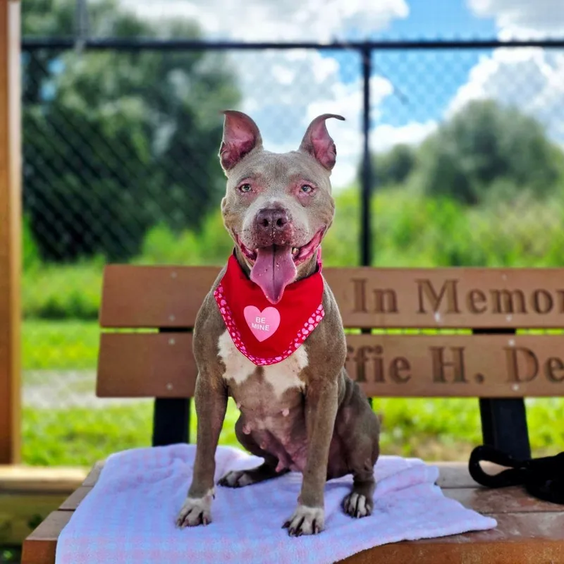 An adult medium-sized female Gray / Blue / Silver Mixed Breed dog named Moxie for adoption in Port Charlotte, FL