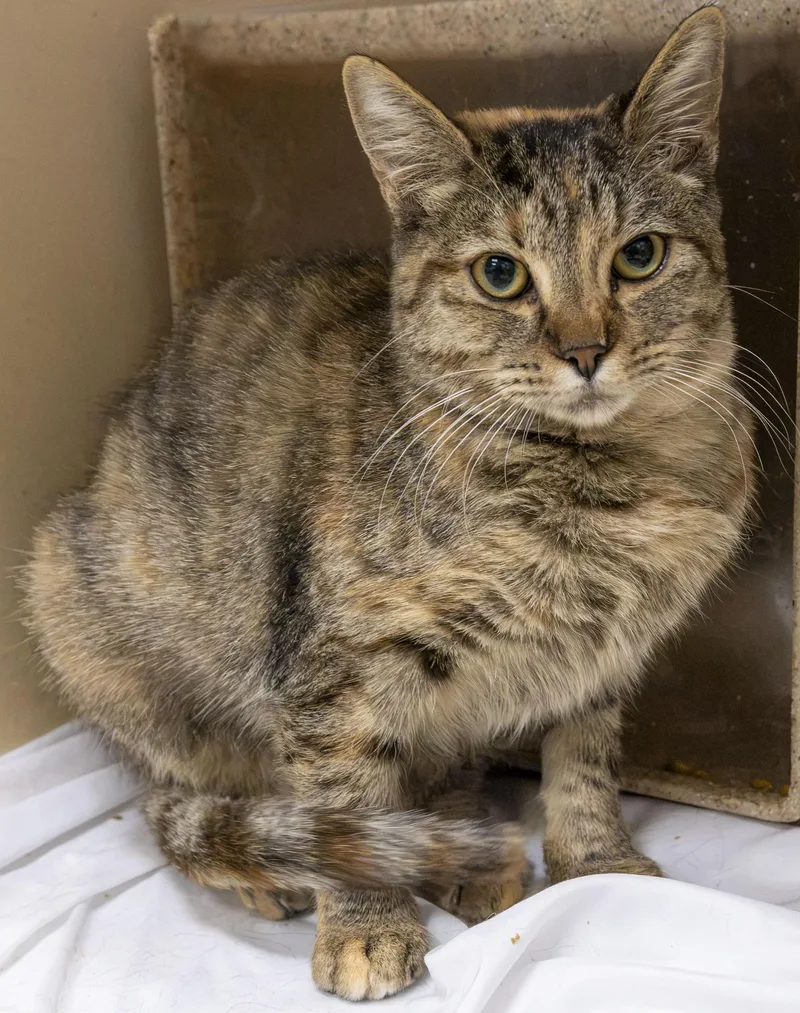 A young medium-sized female Tabby (Gray / Blue / Silver) Domestic Short Hair cat named Malevolent for adoption in Harvey , LA