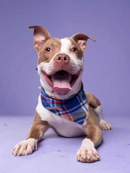 An adult large-sized male Pit Bull Terrier dog named Raff for adoption in Atlanta, GA
