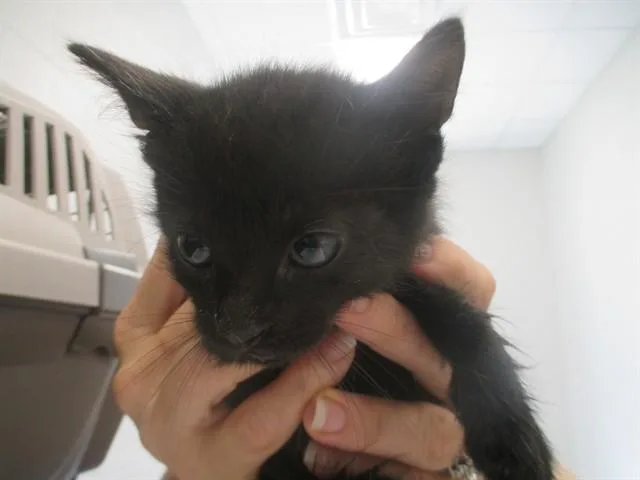 A baby small-sized male Domestic Short Hair cat named King Mondo for adoption in Ocala, FL