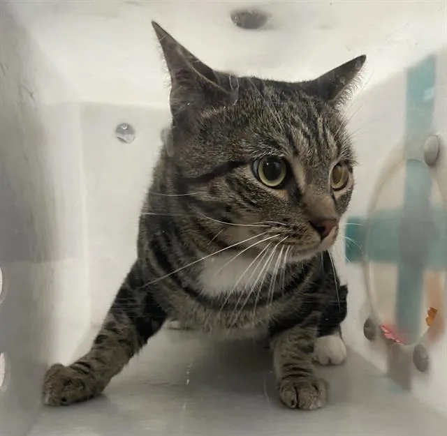 An adult medium-sized female Domestic Short Hair cat named Yomi for adoption in Dallas, TX