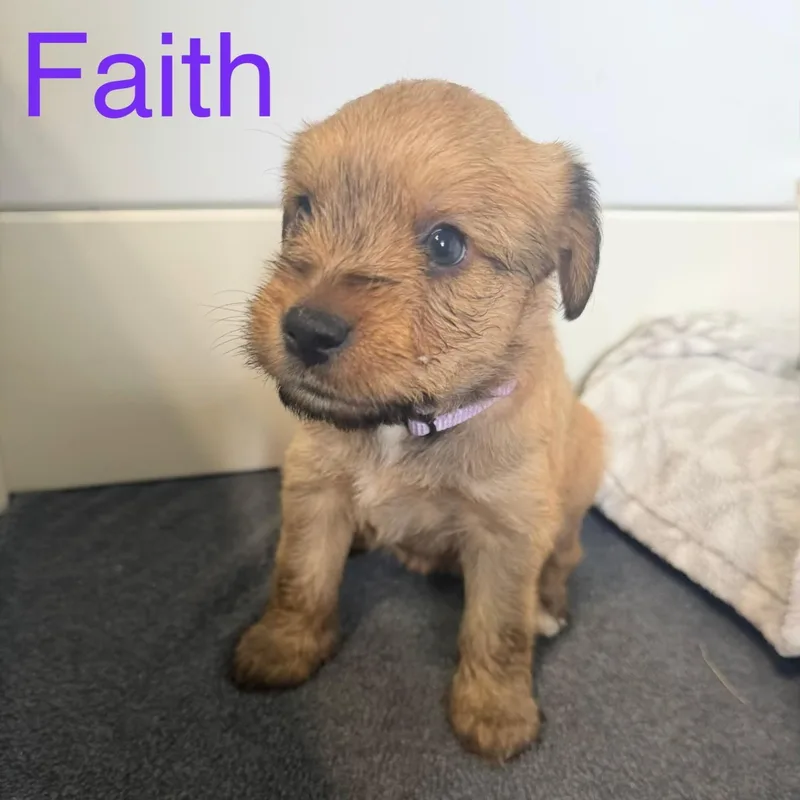Faith