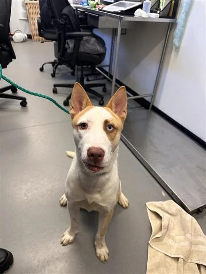 An adult large-sized male Mixed Breed dog named Comet for adoption in West Chester, PA