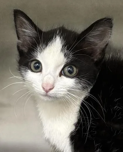 A baby small-sized female Domestic Short Hair cat named Ponyo for adoption in Cumming, GA