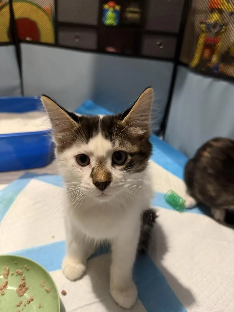 A baby medium-sized male Black & White / Tuxedo Domestic Short Hair cat named Triceratops for adoption in Clinton Township, MI