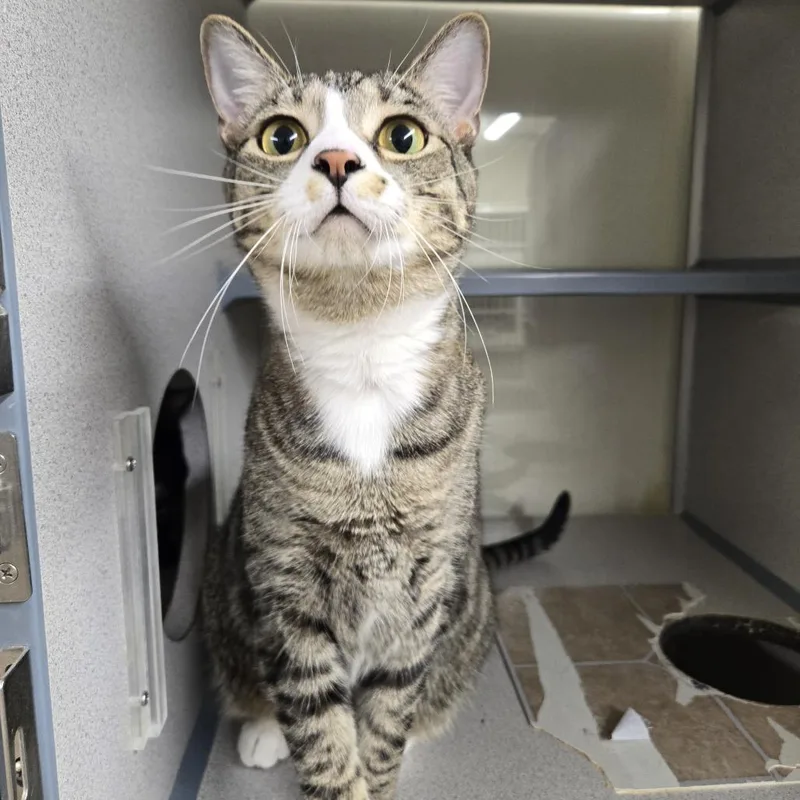 An adult small-sized male White Domestic Short Hair cat named Leo for adoption in Colorado Springs, CO
