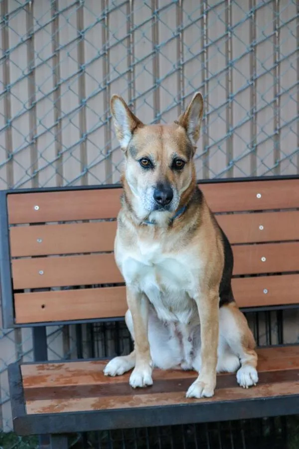 An adult large-sized female Shepherd dog named Talladega for adoption in Oceanside, CA