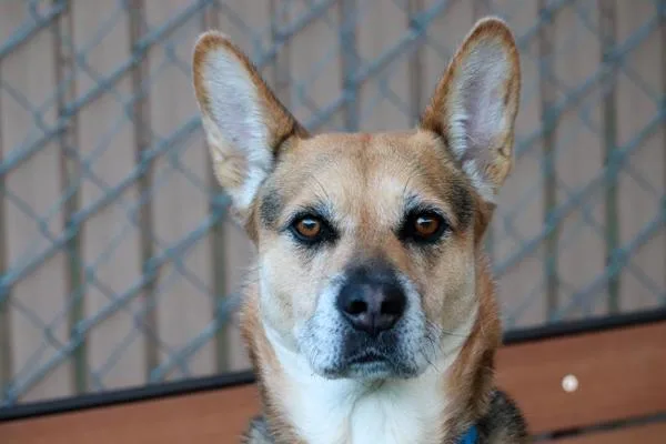 Talladega thumbnail 2