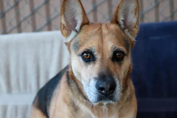 Talladega thumbnail 3