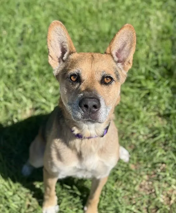 Talladega thumbnail 6