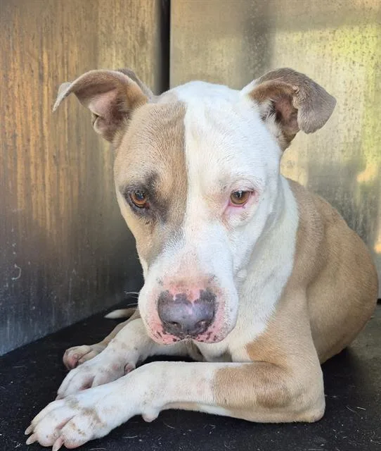 An adult medium-sized male American Staffordshire Terrier dog named Richard for adoption in San Antonio, TX