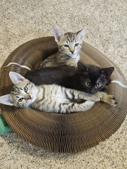 A baby medium-sized female Domestic Short Hair cat named Americano for adoption in West Chester, PA
