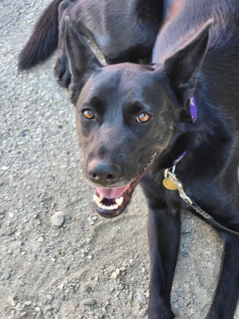 A young medium-sized male German Shepherd Dog dog named Stewie for adoption in Burbank, CA