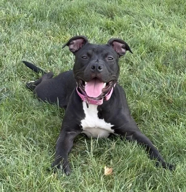 A young large-sized female Pit Bull Terrier dog named Elena for adoption in Sioux City, IA