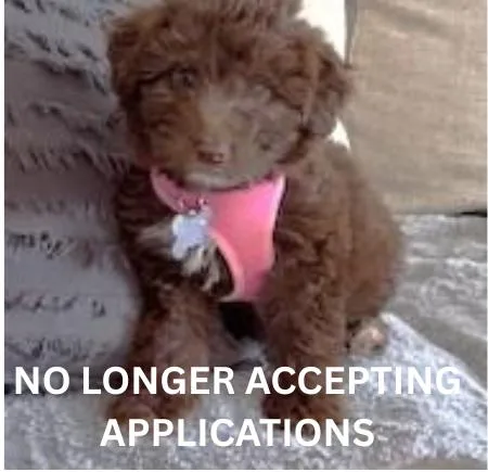 A baby medium-sized female Australian Shepherd dog named Mocha for adoption in Palatine, IL