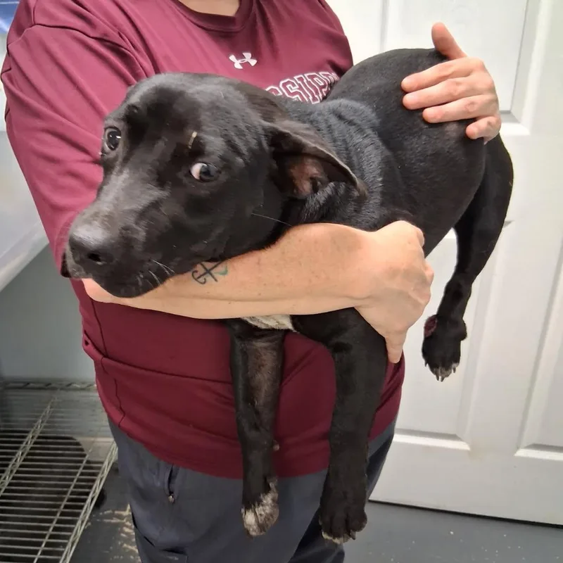 A young small-sized female Mixed Breed dog named Holly for adoption in Danville, VT
