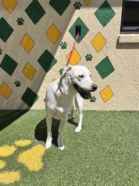 A young small-sized female Hound dog named Trixy for adoption in Winter Haven, FL