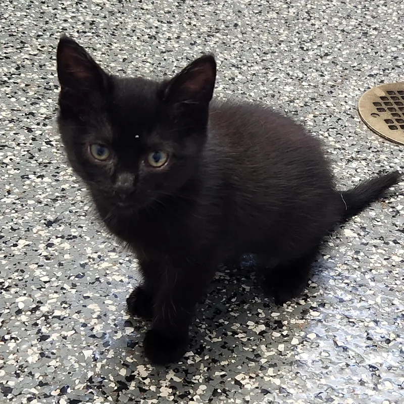 A baby medium-sized male Black Domestic Short Hair cat named Lux for adoption in Siloam Springs, AR