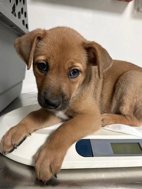 A baby small-sized female Border Collie dog named Besty for adoption in Bakersfield, CA