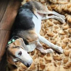 A senior small-sized female Brown / Chocolate Beagle dog named Shiloh for adoption in Novelty, OH