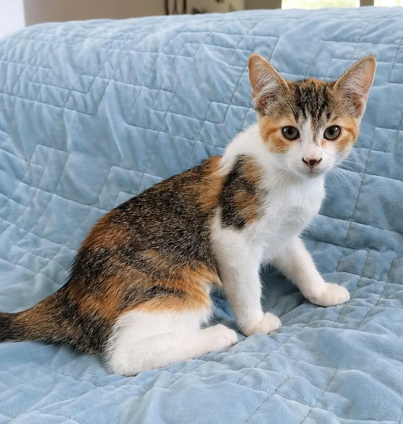A baby medium-sized female Torbie Domestic Short Hair cat named Tadpole for adoption in Houston, TX